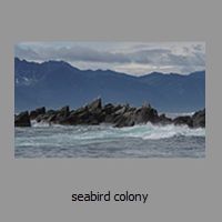 seabird colony
